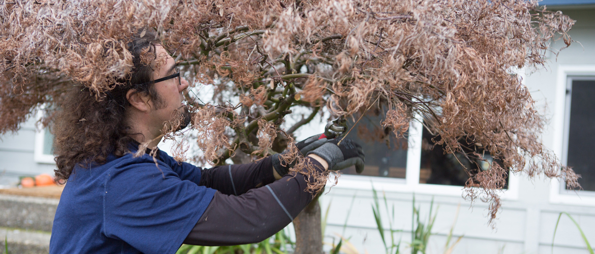 Tree Pruning and Trimming from Certified Arborist
