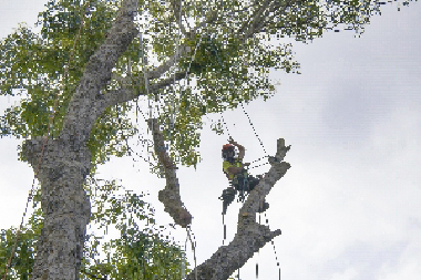 Tacoma cutting down trees by professionals in WA near 98444