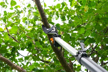 Experienced South Hill tree pruning team in WA near 98374