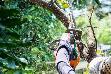 Experienced University Place tree pruning team in WA near 98466
