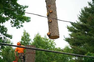 Auburn tree removal team in WA near 98002