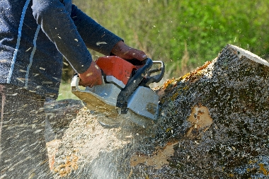 Gig Harbor tree removal services in WA near 98335