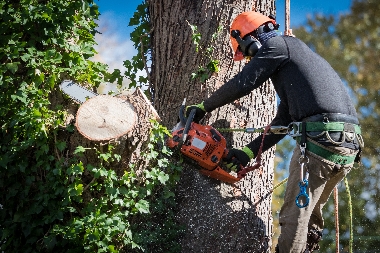 South Hill tree removal services in WA near 98374