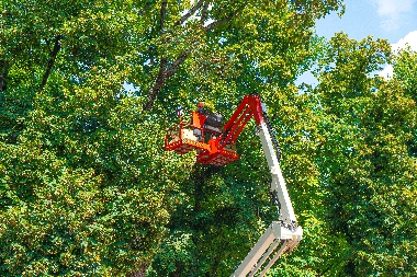 Gig Harbor trimming trees on your property in WA near 98335