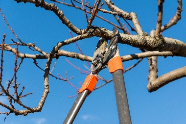University Place trimming trees on your property in WA near 98466