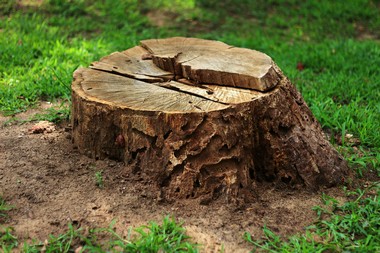 Fircrest tree removal company in WA near 98466