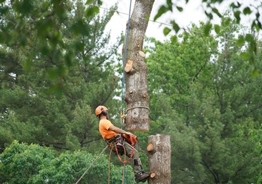Spanaway tree removal company in WA near 98387