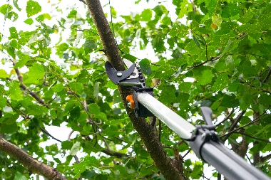 Lakewood trimming trees locally in WA near 98498