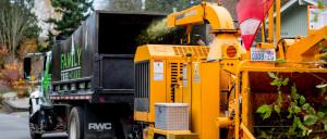 Professional Tree Removal & Stump Grinding