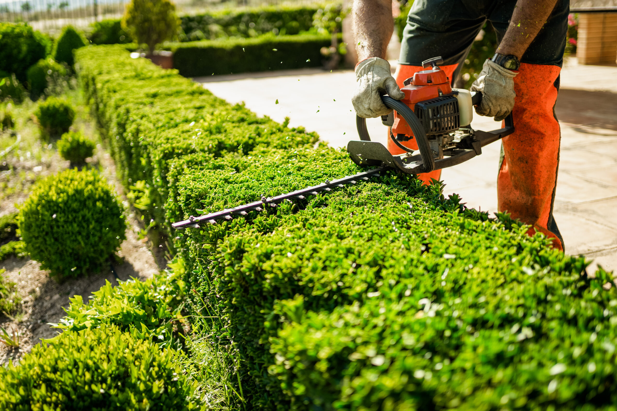 Hedge Cutting and Maintenance-Lakewood-WA