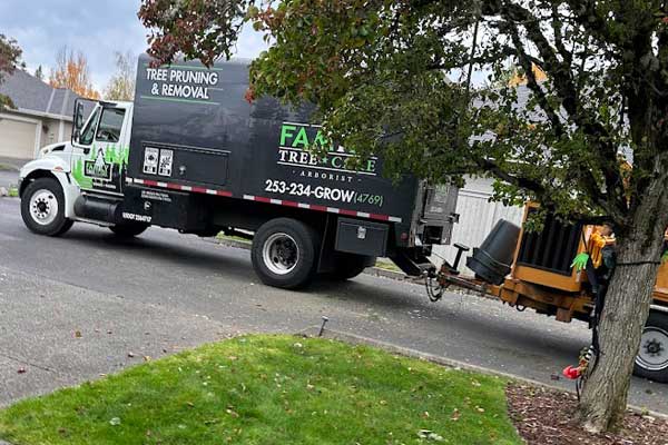 Tacoma Tree Maintenance Tacoma Tree Maintenance