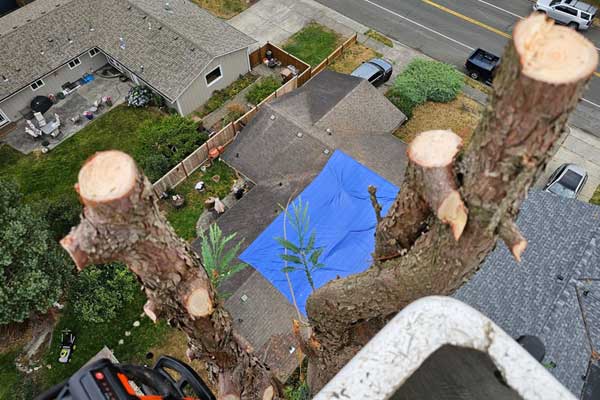 Tacoma Tree Services Tacoma Tree Services