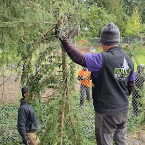 Milton Tree Trimming Service
