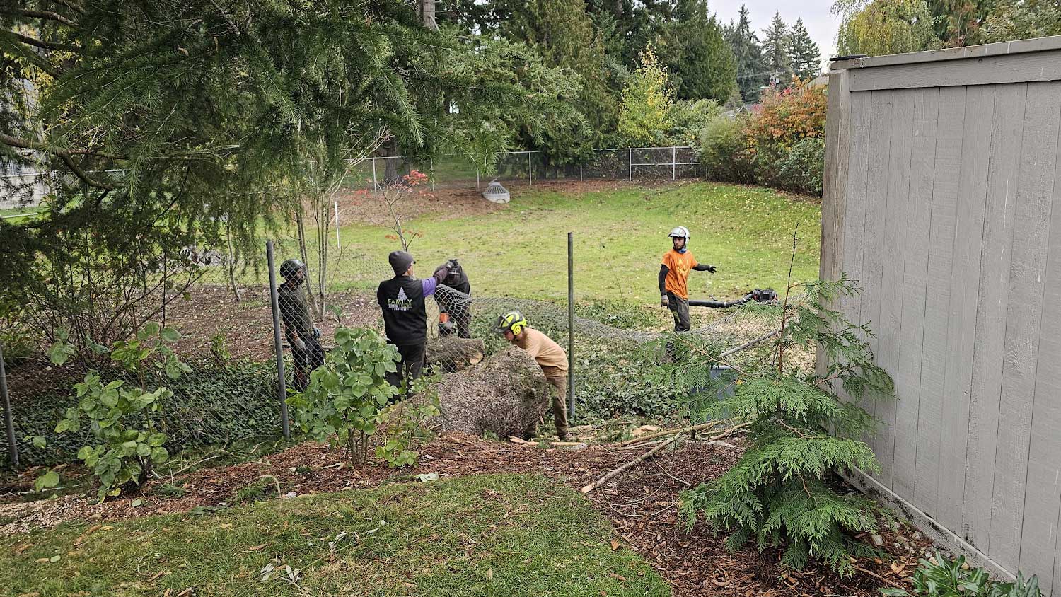Steilacoom Tree Pruning