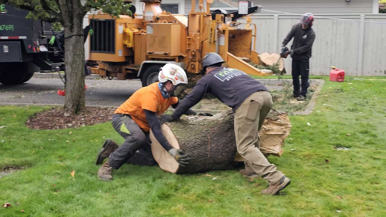 Tacoma Stump Grinding