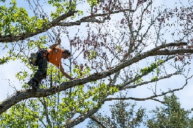 Tacoma Tree Pruning & Trimming