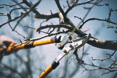 Tacoma Tree Trimming Service